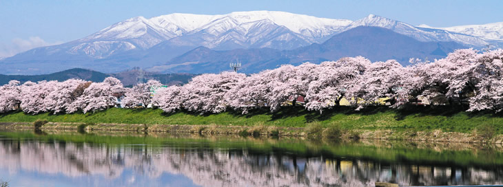 蔵王連峰を背景に白石川堤に咲き乱れる風景