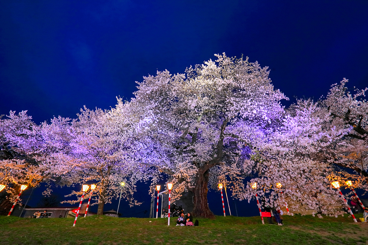 一目千本桜