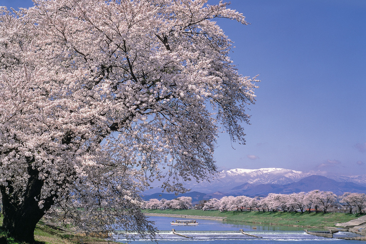 一目千本桜