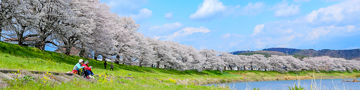 春・一目千本桜