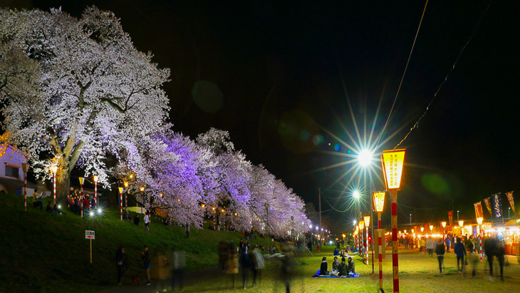 夜桜　夜間ライトアップ