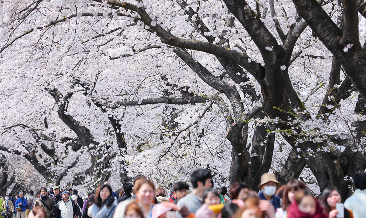 白石川堤に咲き乱れる一目千本桜
