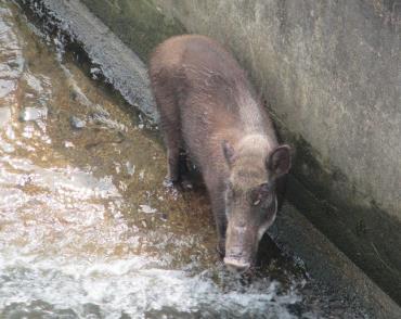 イノシシの出没にご注意ください 大河原町